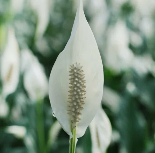 Peace Lily ~ Calms and harmonizes ~ Air Purifying
