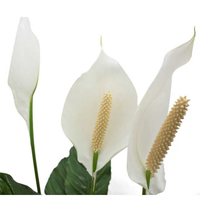 Peace Lily ~ Calms and harmonizes ~ Air Purifying