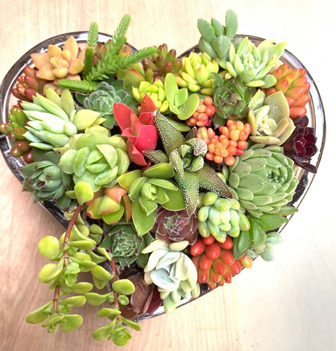Succulent Arrangement Kit
