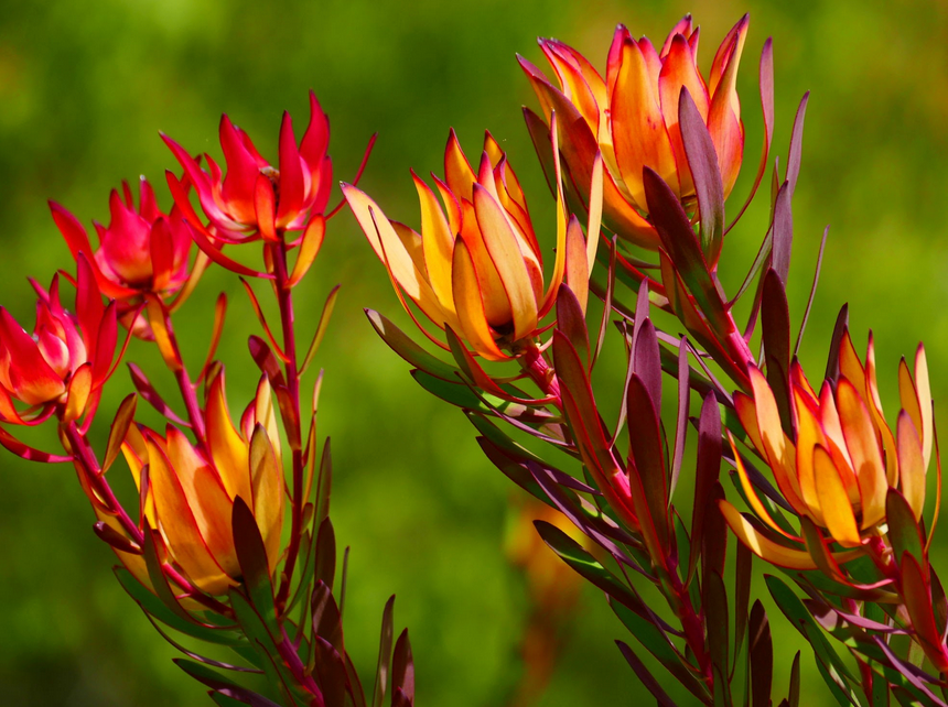 Maui Protea Flower Plants