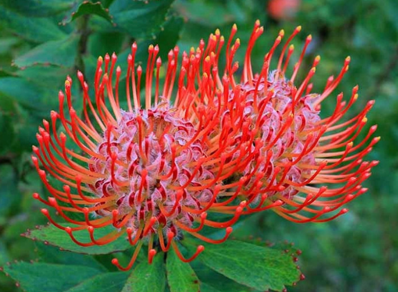 Maui Protea Flower Plants