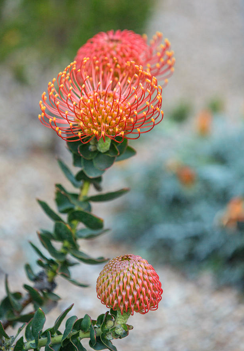 Maui Protea Flower Plants
