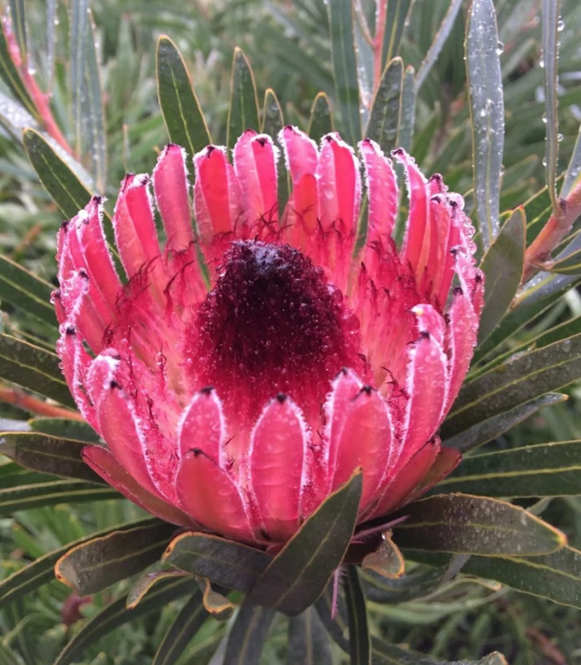 Maui Protea Flower Plants