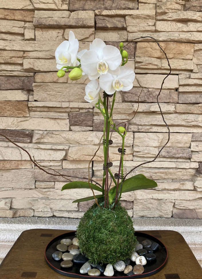 Kokedamas こけだま