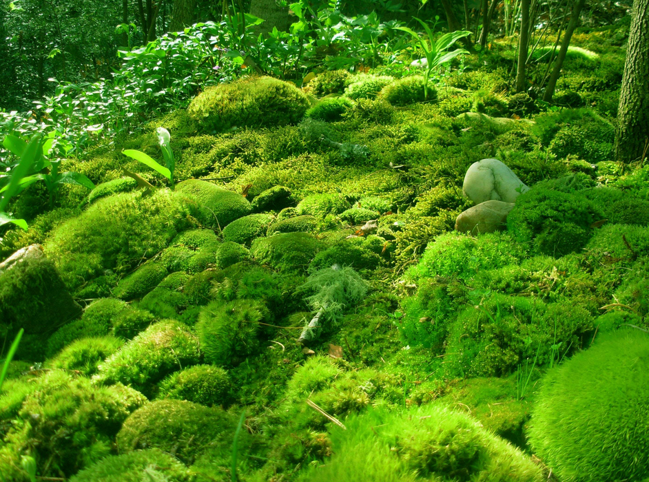 Wholesale Live Organic Maui Moss