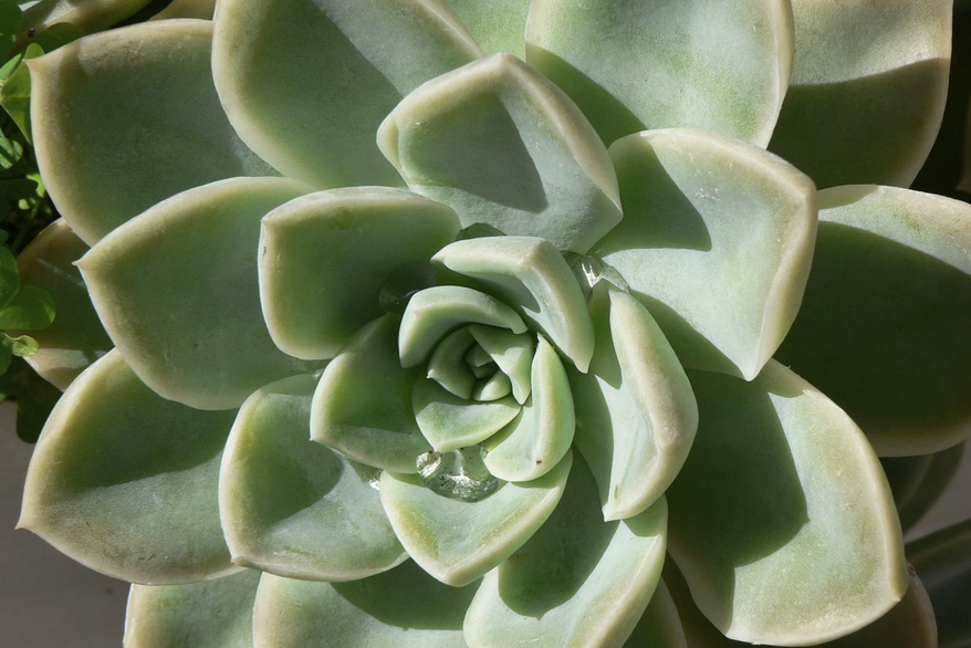 Wholesale Succulents 50
