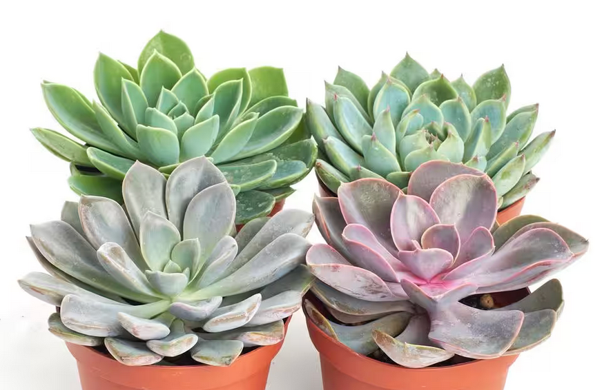 Wholesale Succulents 50