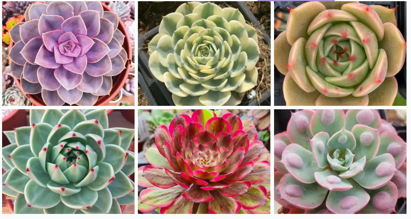 Wholesale Succulents 50
