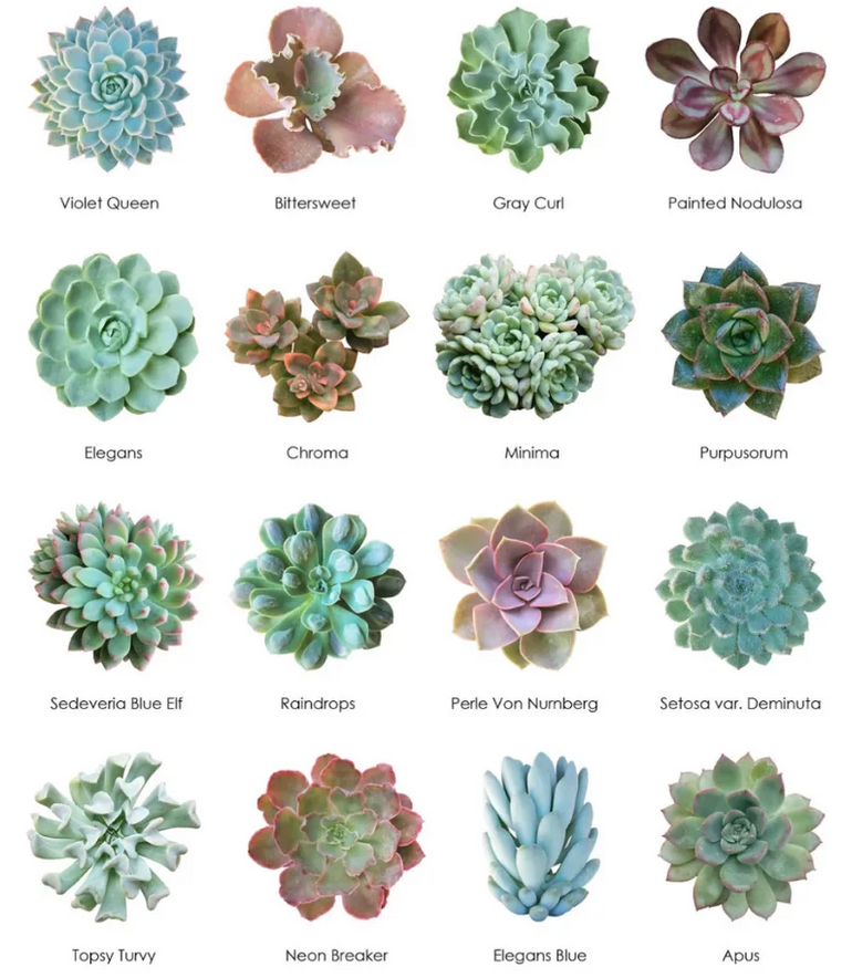 Wholesale Succulents 50