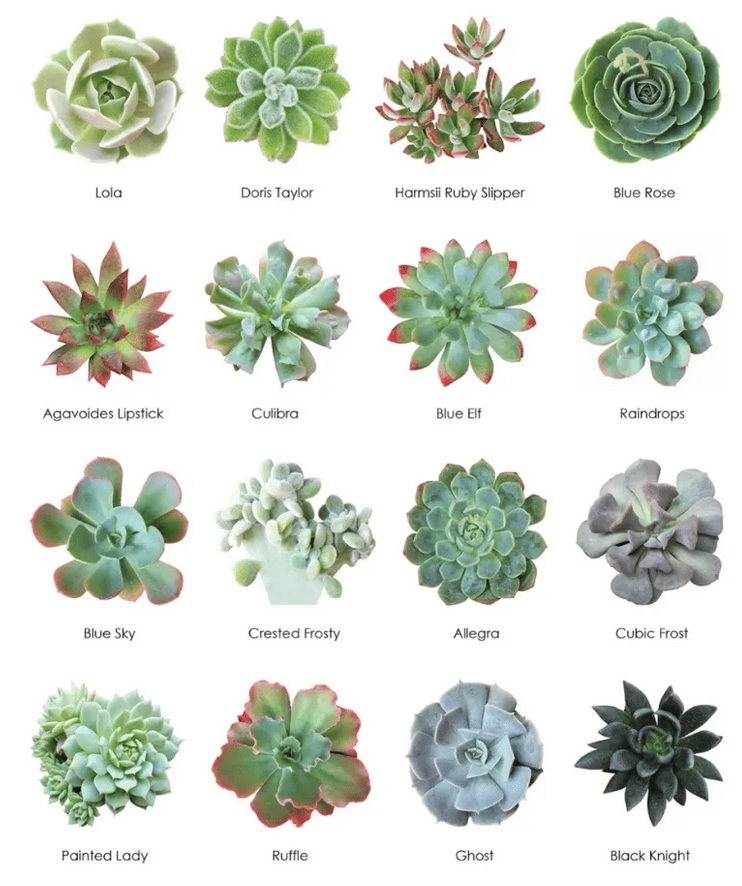 Wholesale Succulents 50