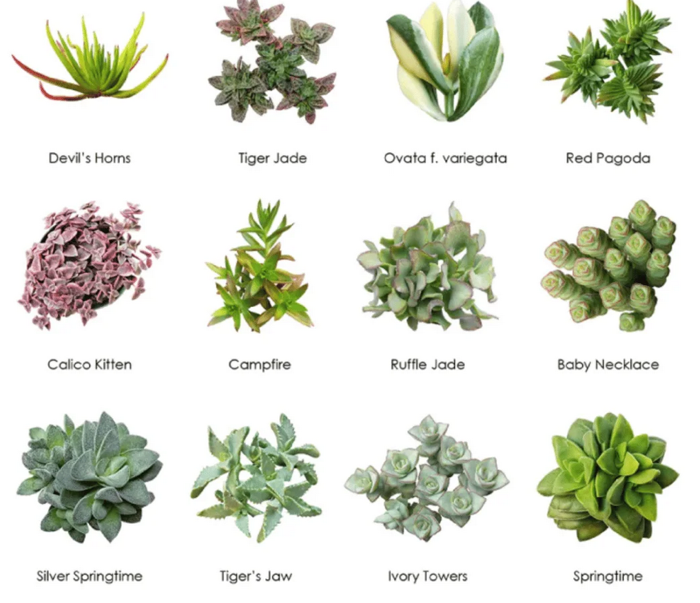 Wholesale Succulents 50