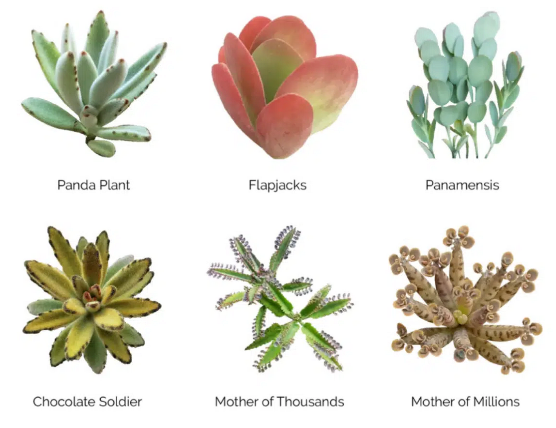 Wholesale Succulents 50