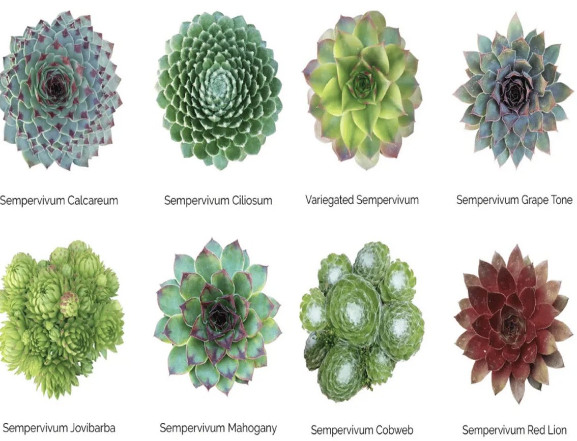 Wholesale Succulents 50