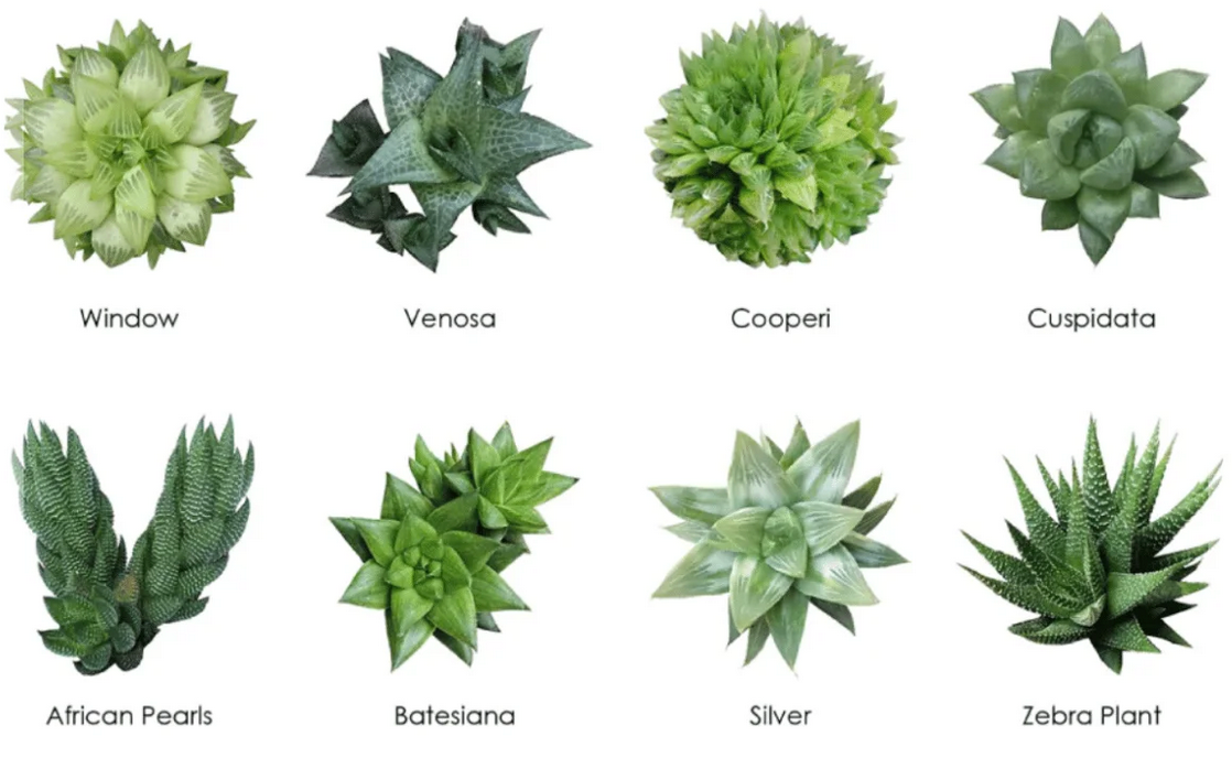 Wholesale Succulents 50