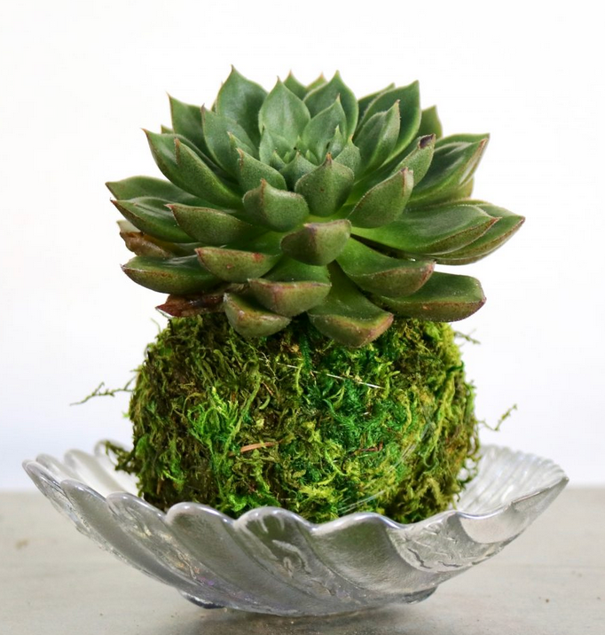 Mini Kokedama