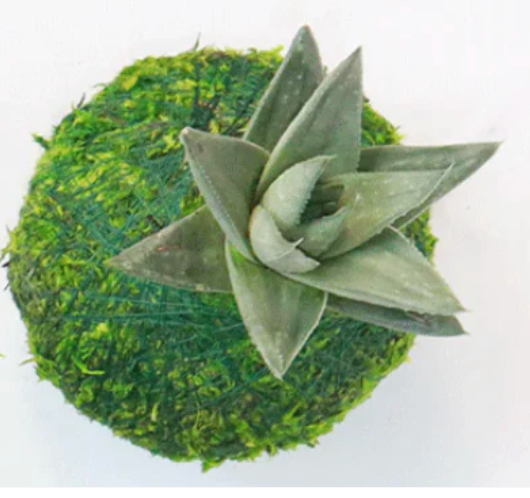 Mini Kokedama