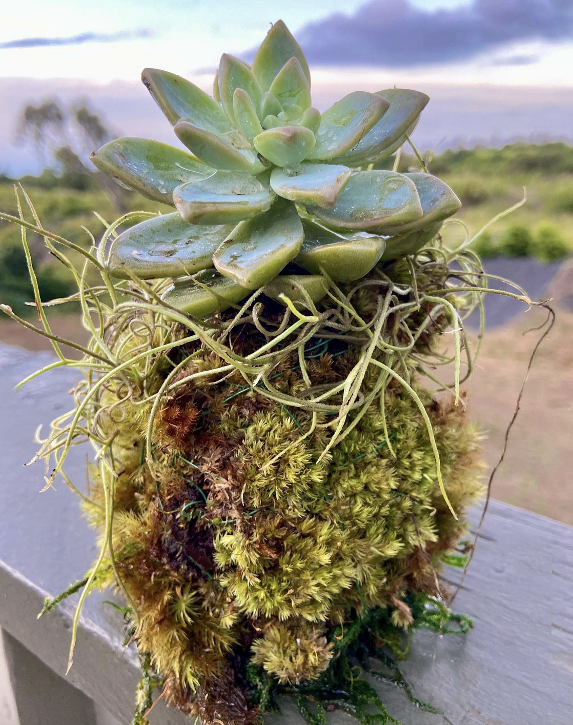 Maui Rainforest Kokedama, Fresh Grown Organic Maui Moss