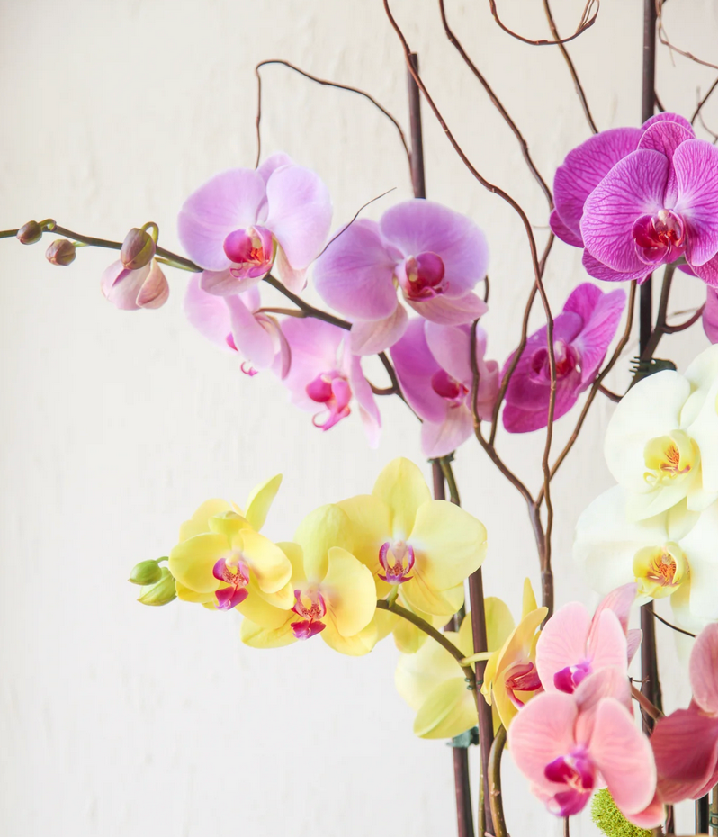 Orchid Arrangements