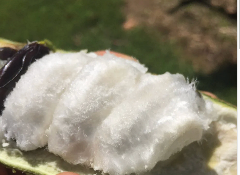 Ice Cream Bean Trees: Nature’s Cotton Candy