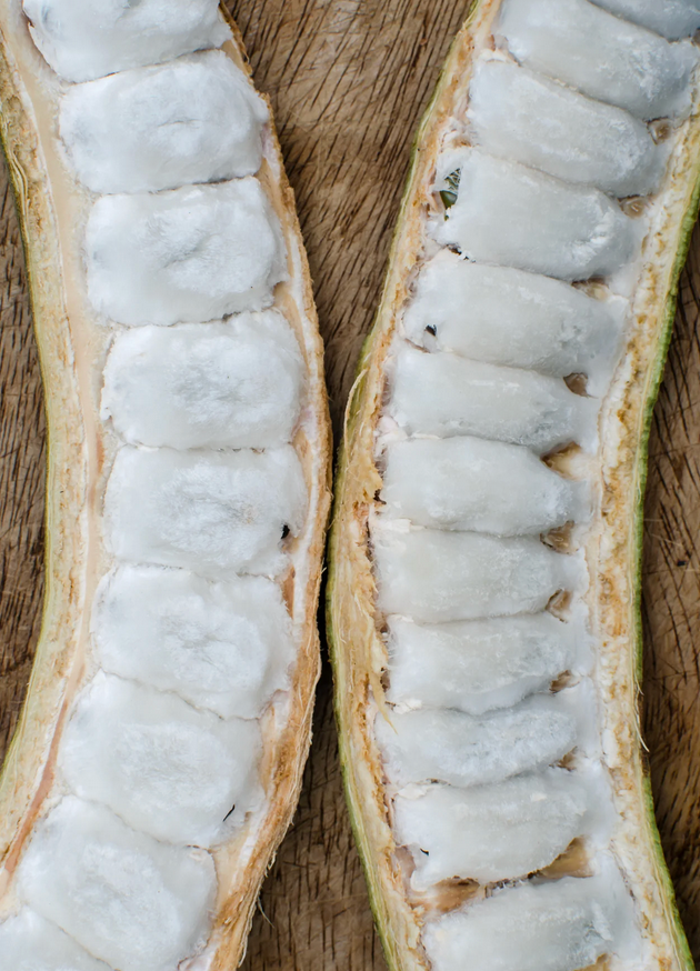 Ice Cream Bean Trees: Nature’s Cotton Candy