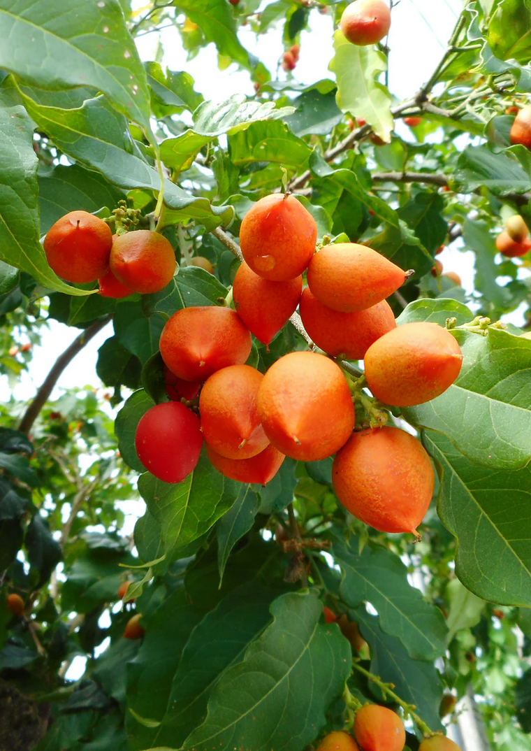 Peanut Butter Fruit