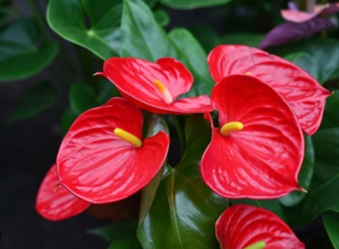 Blooming Flower Delivery Summer Special Only $39