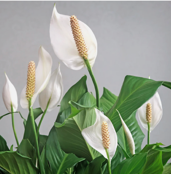 Blooming Flower Delivery Summer Special Only $39