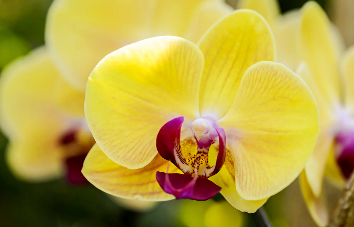Blooming Flower Delivery Summer Special Only $39