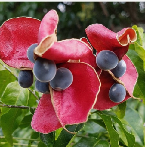Rare Hawaiian Black Velvet Pearl