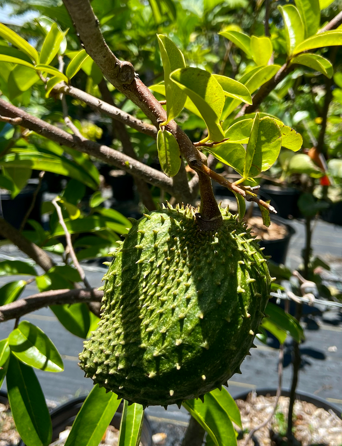 Soursop 10 Gallon