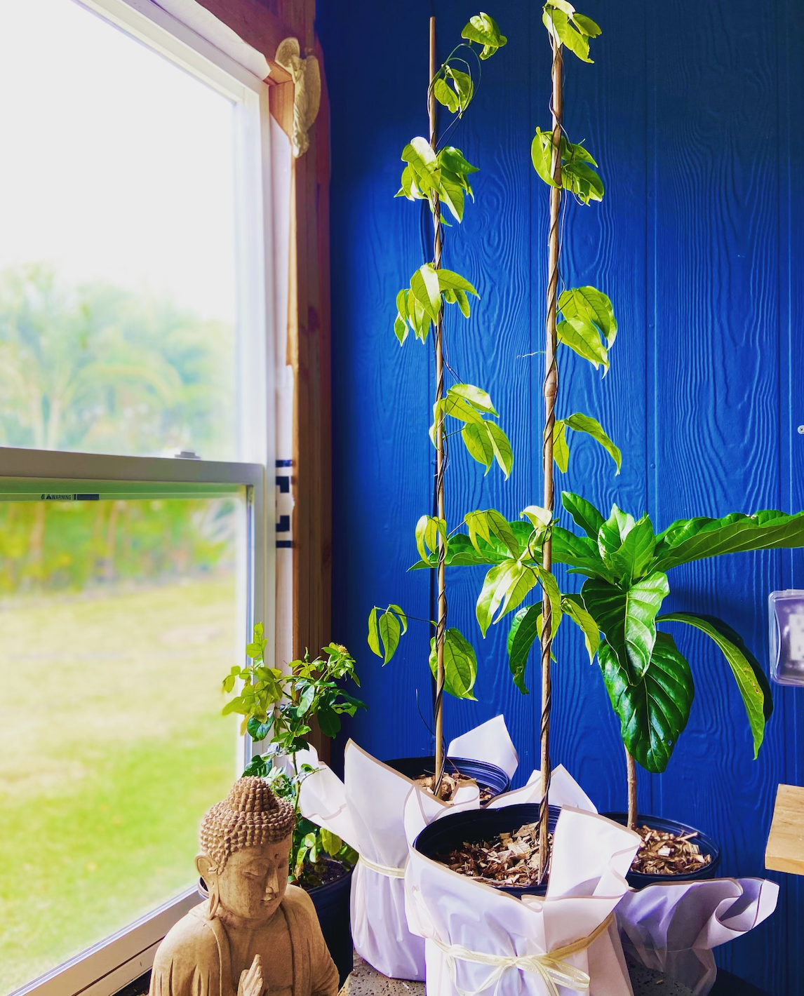 Blue Jade Flower Vines