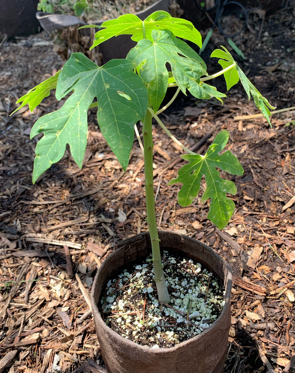 Sunrise Strawberry Papaya