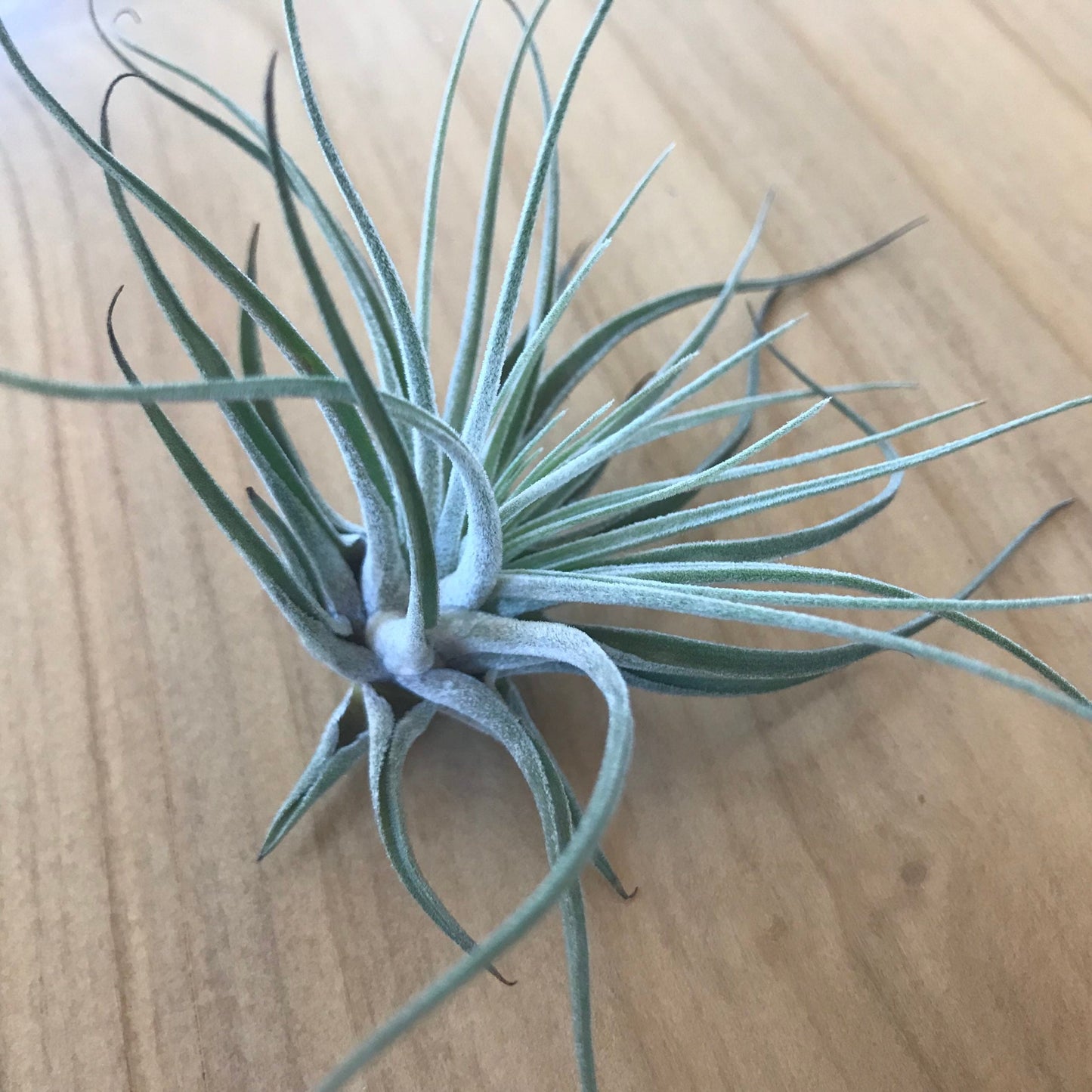 Air Plant Accent