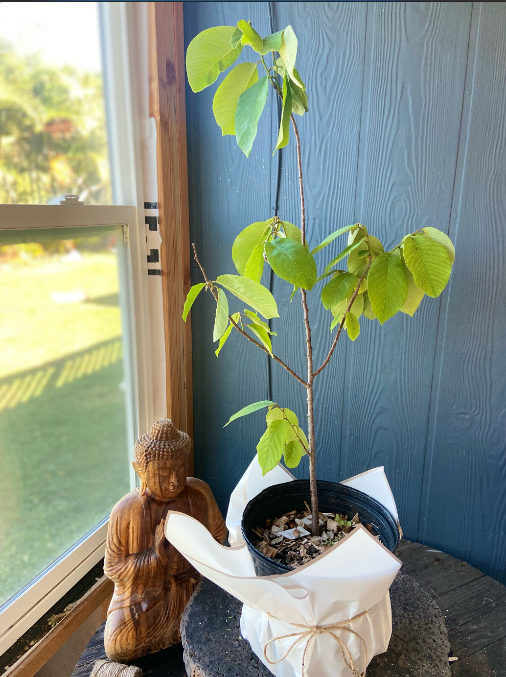 Cherimoya ~ custard apples 2 Gallon