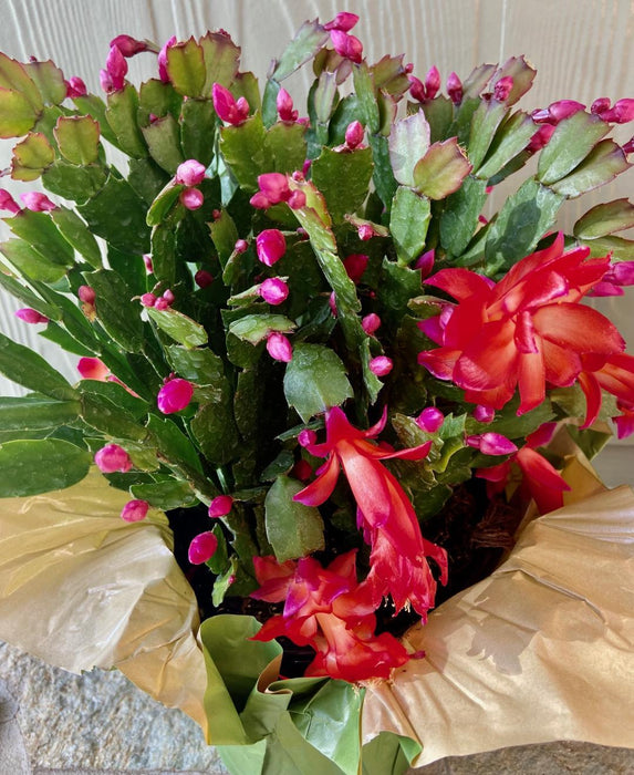 Christmas Cactus