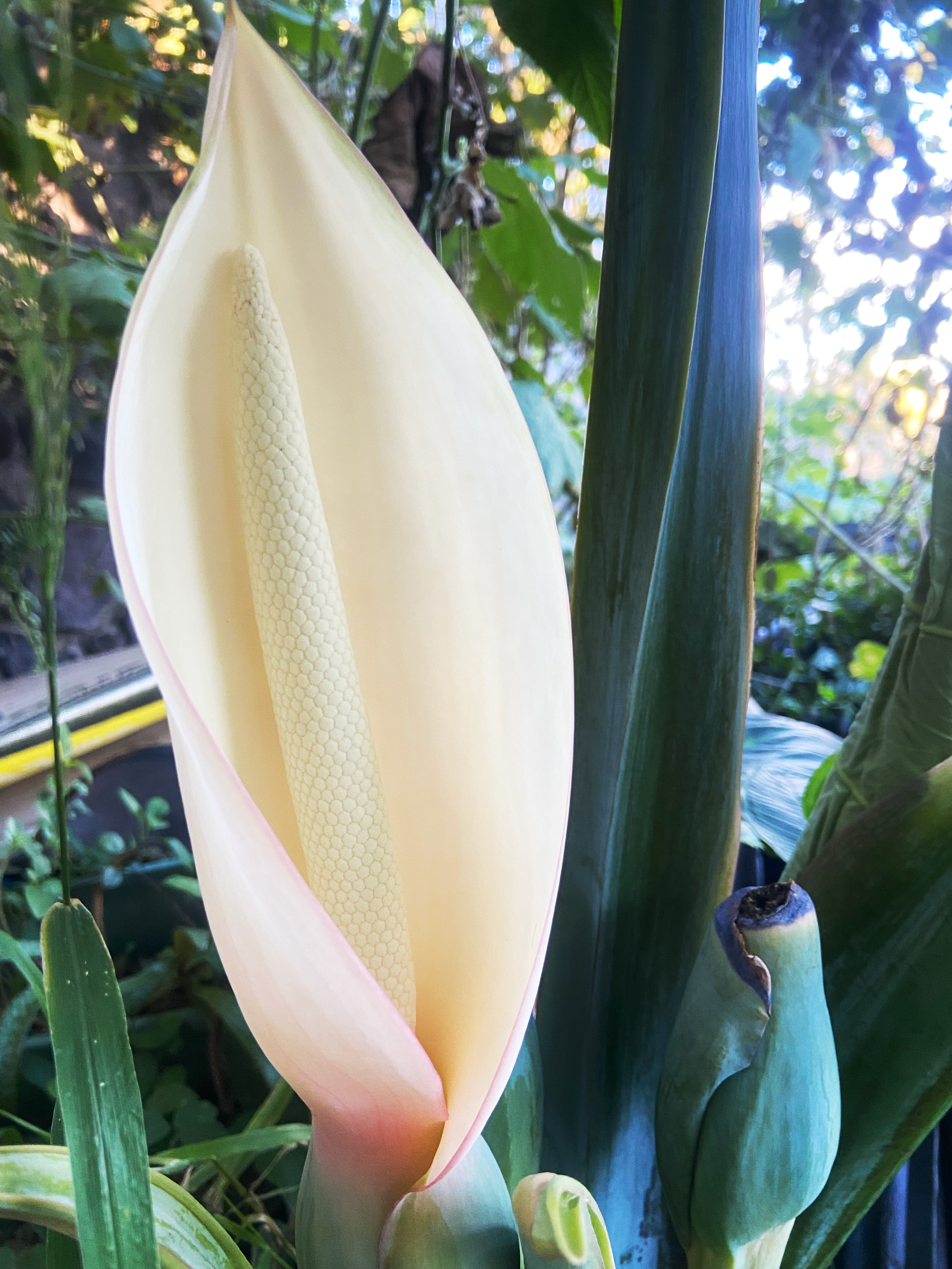 Blossoming ‘Ape  (Blossoming Elephant Ear)