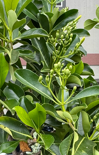 The ENCYCLOPEDIA OF TREES i