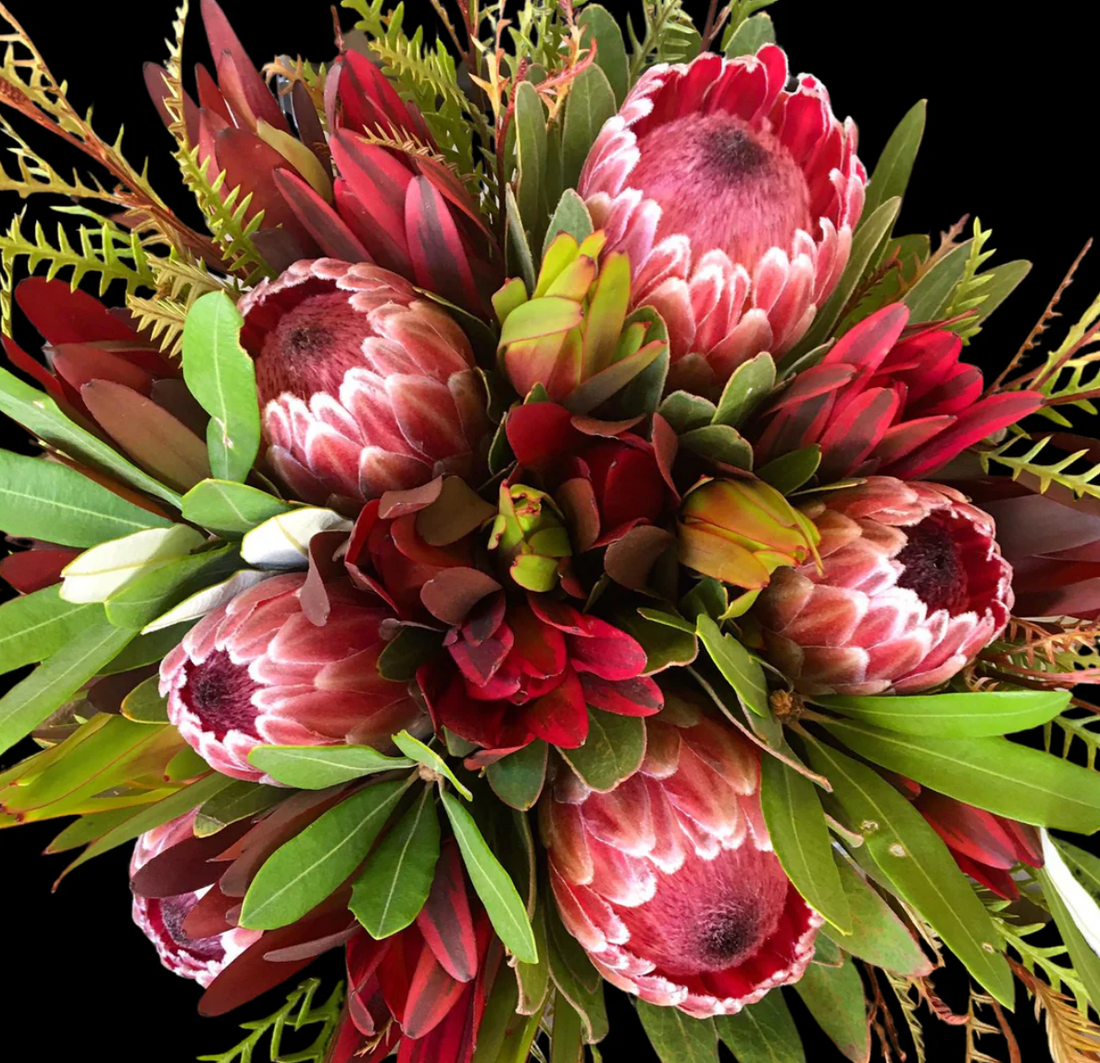 Maui Protea Flowers
