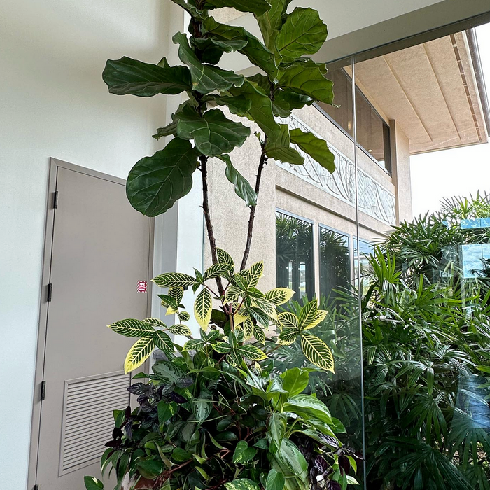 Luxury Commercial Plant Service