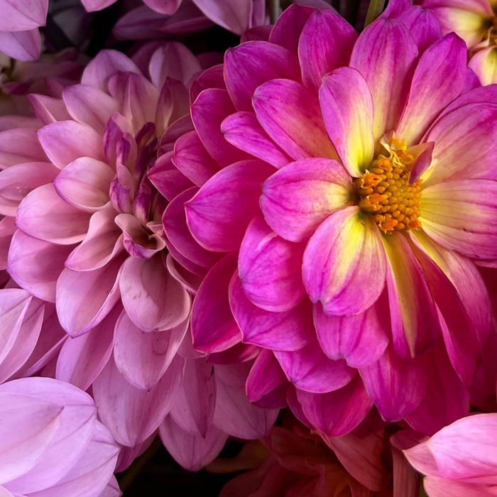 Maui Greeting Card Company ~ Protea Paintbrush Launches