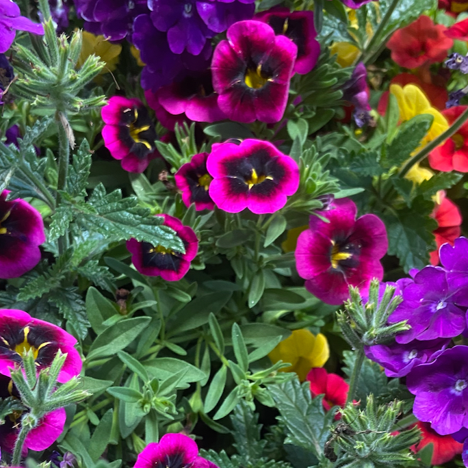 Landscape Design & Plant Staging ~ 21 Hulumanu Place in Maluhia Estates