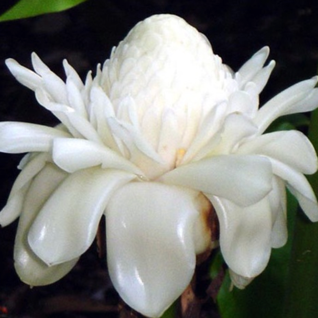 Let's Talk About Plantscapes