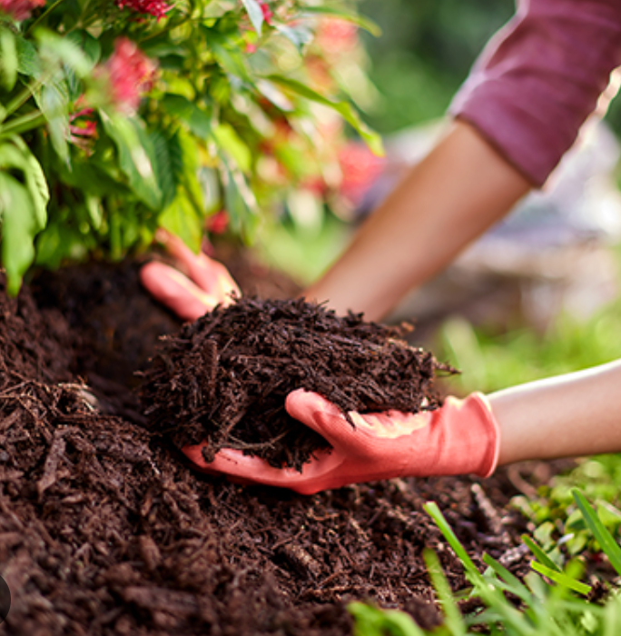 The Surprising Benefits of Mulching for Fruit Trees