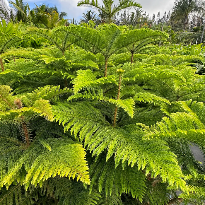 Maui Potted Christmas Trees