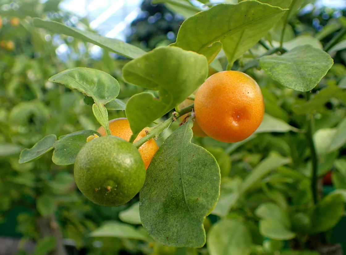 Spring Zing Pate/Hummus — Lehua's Forest, Flower Arrangements & Fruit Trees