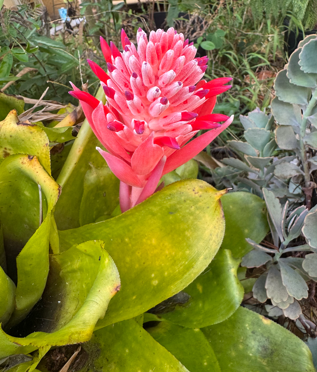 The ENCYCLOPEDIA OF BROMELIADS