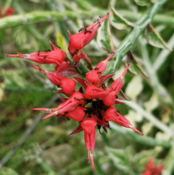 Encyclopedia Of Succulents