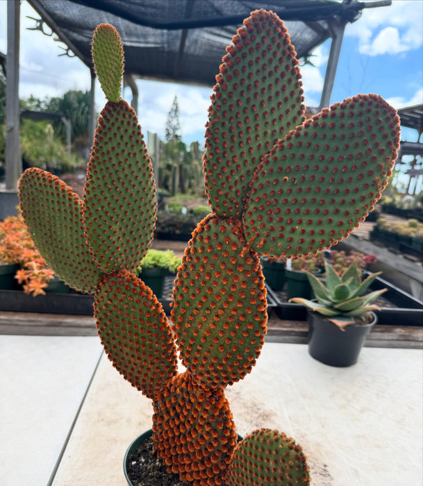 Amazing Bunny Ear Cactus! Red and Yellow Available