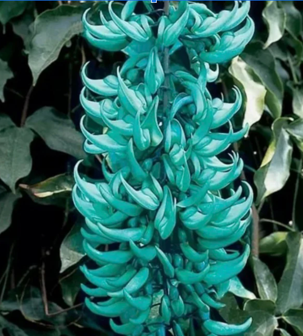 Plant Your Dream Lei Garden! Create Your Signature Lei Garden 