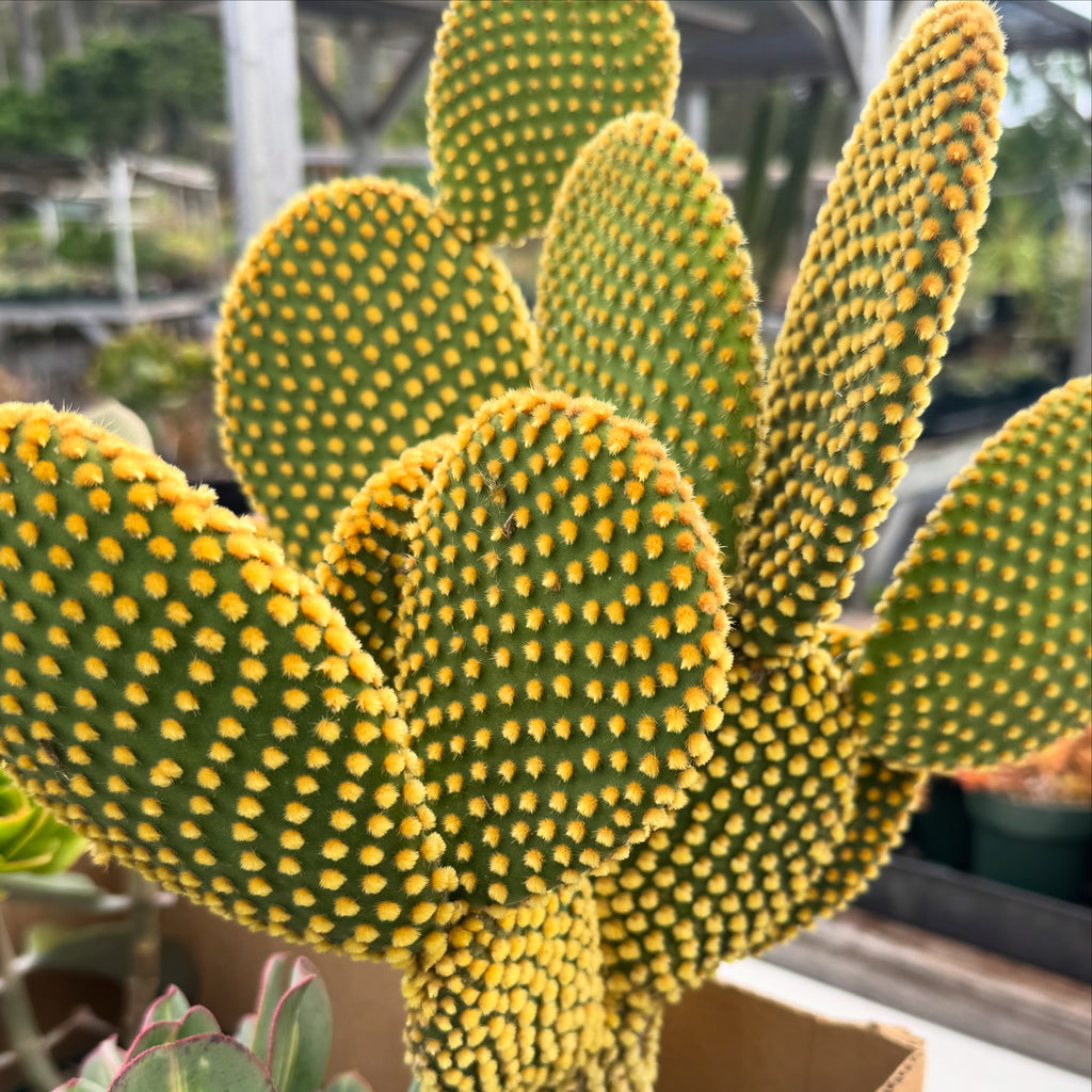 types of bunny ear cactus Amazing Bunny Ear Cactus! Red and Yellow Available — Lehua's Forest, Flower  Arrangements & Fruit Trees